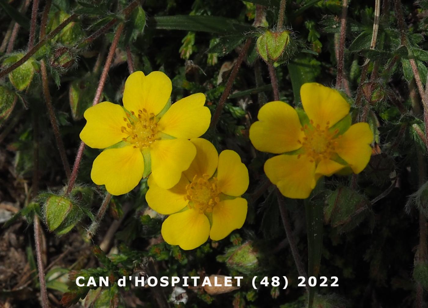 Cinquefoil, Spring flower